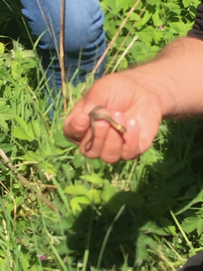 Grass snake at The Withey Beds, 14 May 2017